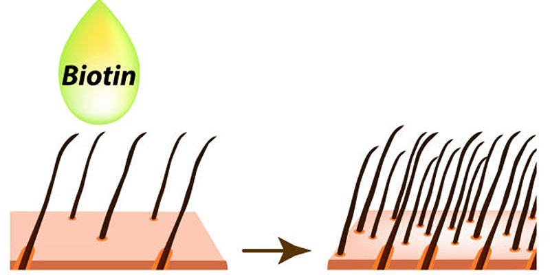 Does Biotin Actually Work for Hair Growth? The Science Explained